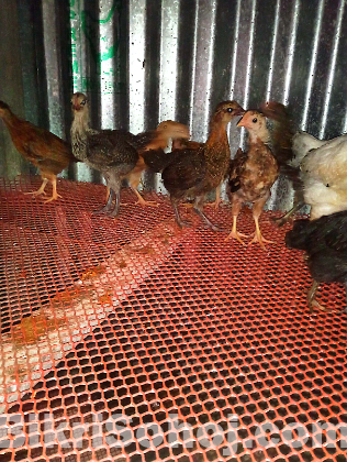 মুরগির বাচ্চা